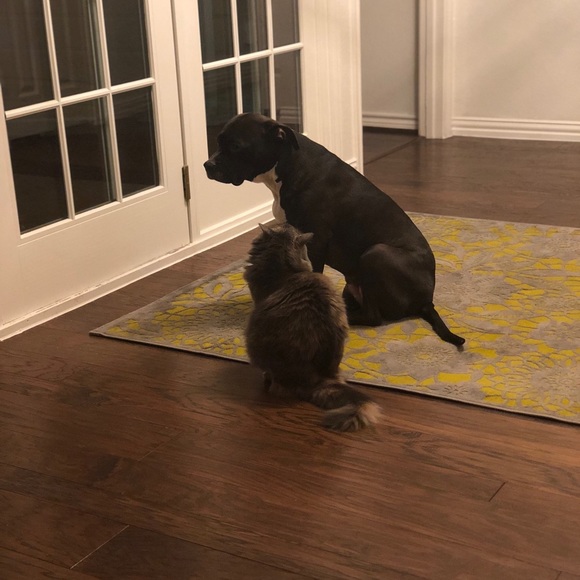 Meet your Posher, Tyler - Picture 1 of 1